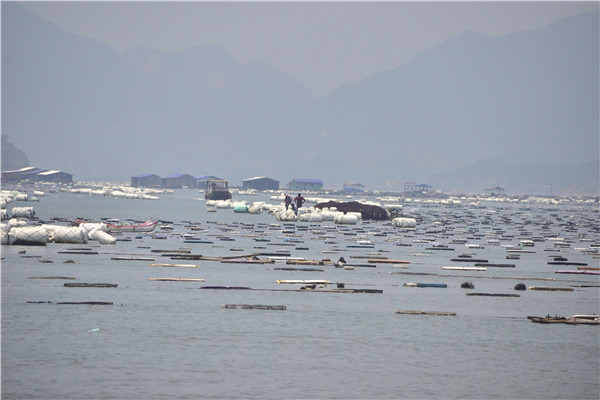 【社会实践】远航扬帆,走进霞浦