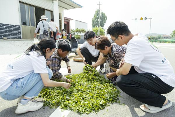 收茶点门口 茶农们在地上晒刚刚采摘的茶叶(1).jpg