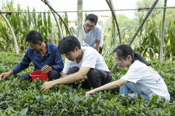 实践团成员向茶农学习采茶技术(1).jpg